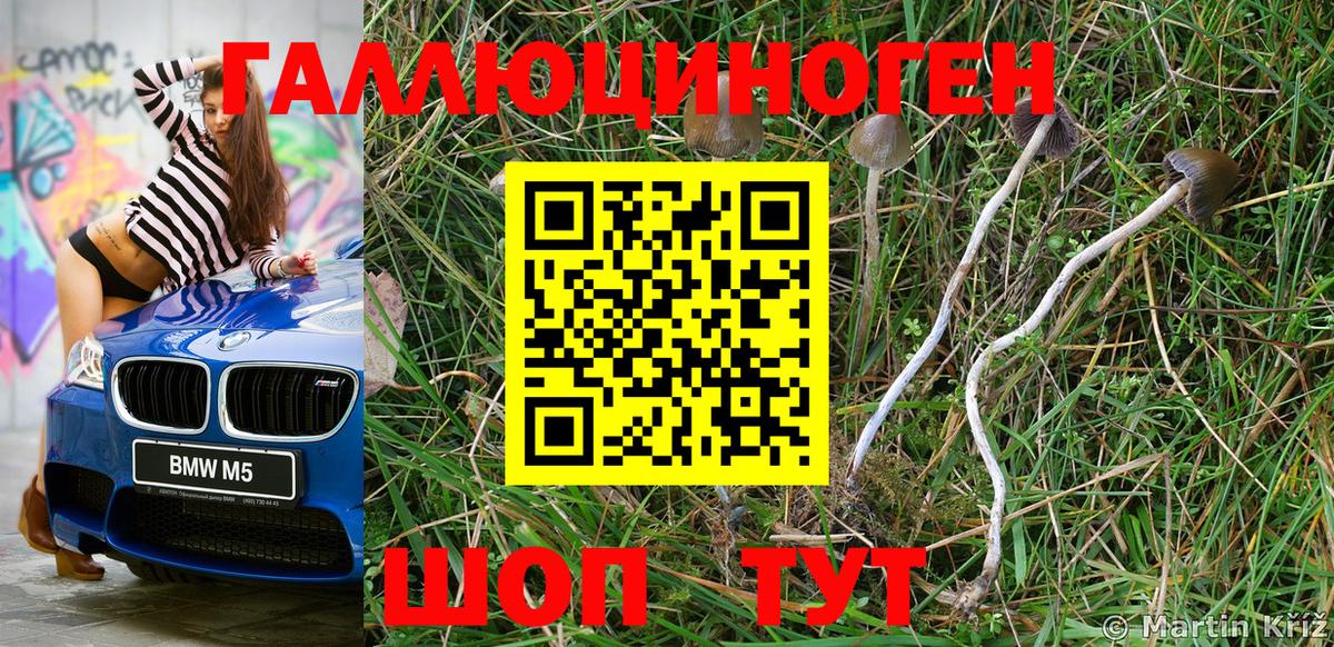 Псилоцибиновые грибы Psilocybe Родники
